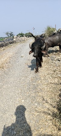 થંબનેલ 2