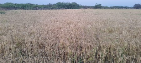 10.5 વિધાની વાડી વેચવાની છે