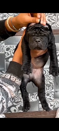 થંબનેલ 2