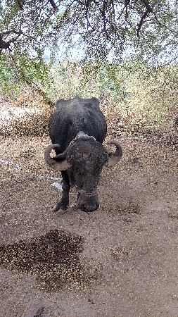 ભેંસ વેચવાની છે