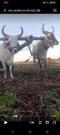 थंबनेल 2