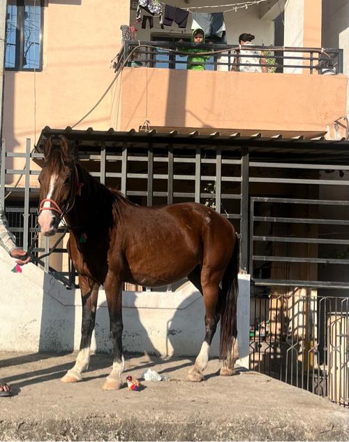 Ghodi che vechvani che