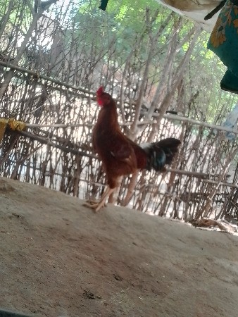 થંબનેલ 3