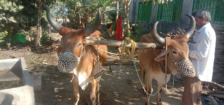 બળદ વેચવાના છે