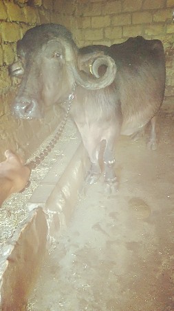 थंबनेल 3