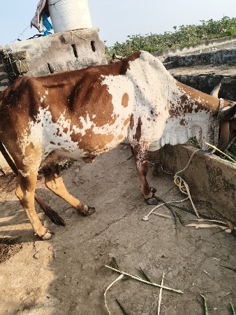 થંબનેલ 2