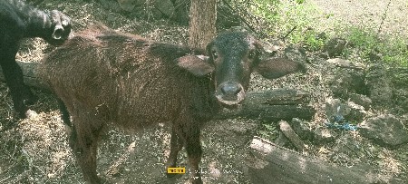 थंबनेल 3