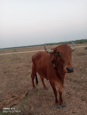 थंबनेल 2