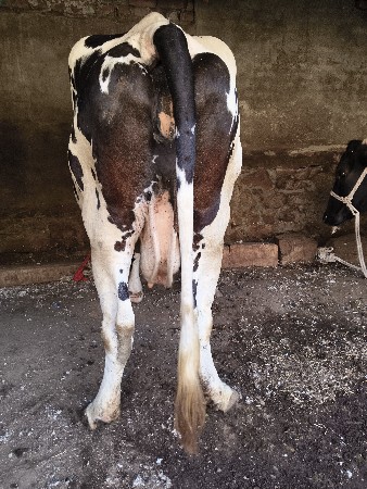 3 ગાયું વેચવાની છે