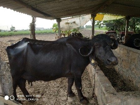 થંબનેલ 2