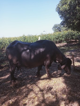 ભેંસ વેચવાની છે