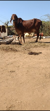 ગીર ઓણકિ  વેચવાની છે