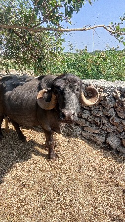 થંબનેલ 1