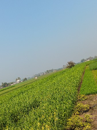 લીલો ચારો વેચવા નો છે