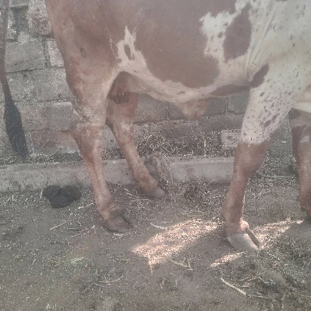 થંબનેલ 3