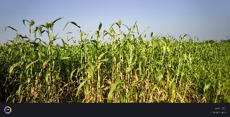 થંબનેલ 3