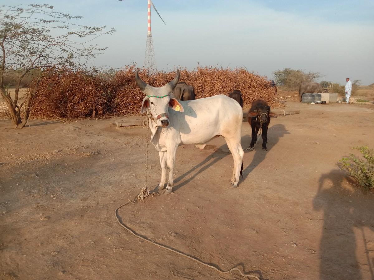 थंबनेल 2