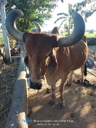 બળદ દેવાના છે