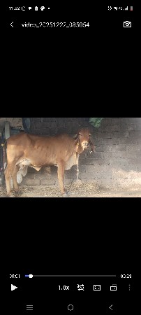 પેલીયાત ઓડકિ