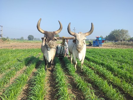 બળદ વેચવાના છે