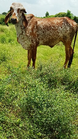 થંબનેલ 2