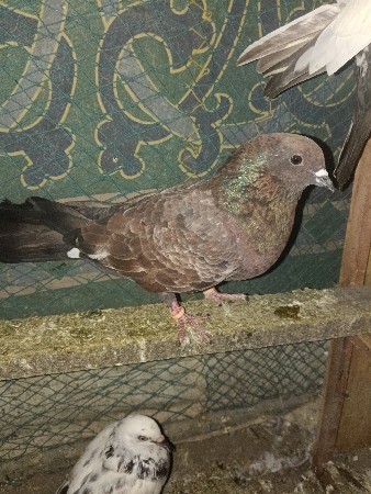 કબૂતર વેચવાના છે