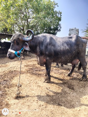 ભેંશ વેચવાની છે