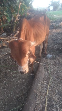 ગોઢલો વેચવાનો છે