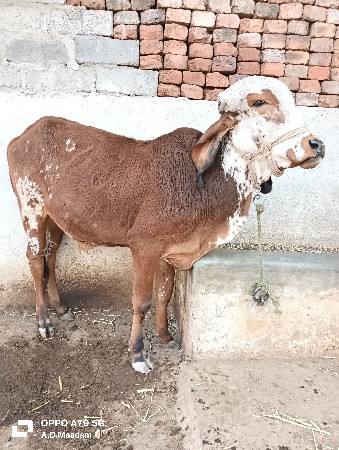 थंबनेल 1