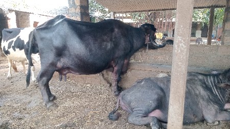 આ ભેંસ વેચવાની છે