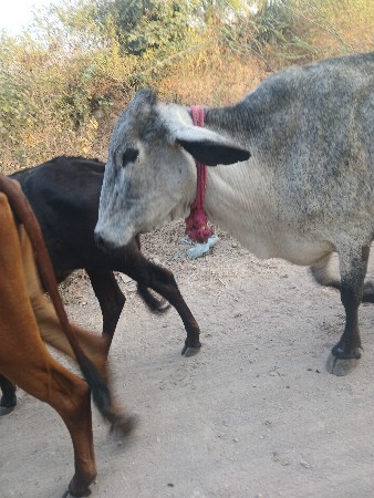 थंबनेल 2