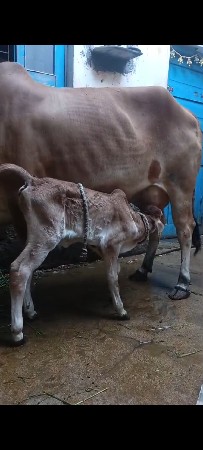 થંબનેલ 3