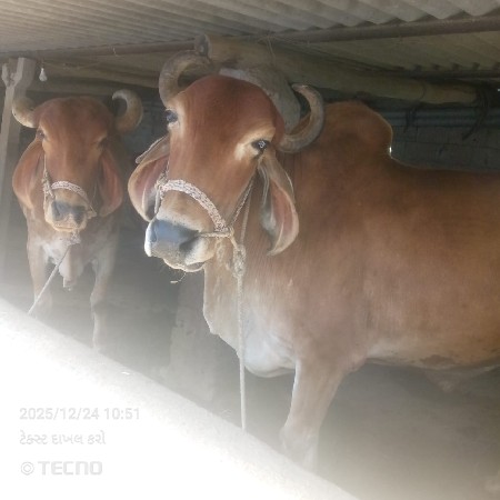 બળદ વેચવાના છે