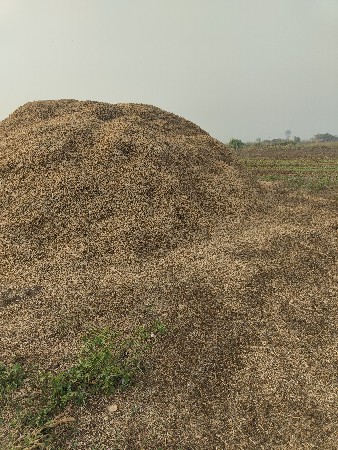 ૨૫ વિઘા નો પાલો છે ૨૦ નં મગફળી