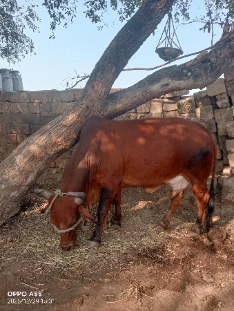 ગાય વેસ્વાની છે