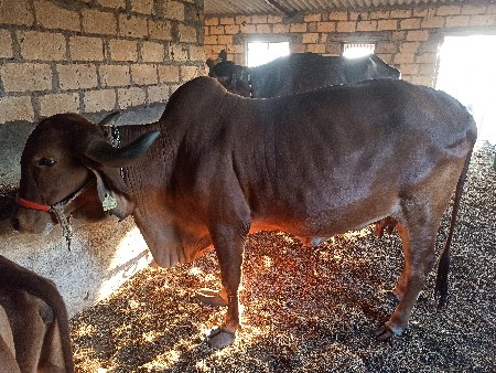 થંબનેલ 1