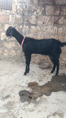 દેશી.બકરી.વેચવાની.સે