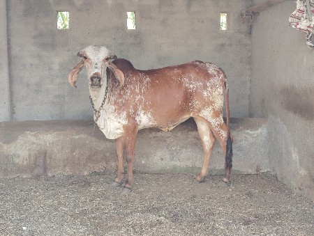 ગીર દેશી હોડકી વેચવાની છે