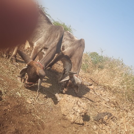 ગોડલા વેચવાના છે