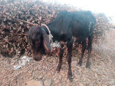 थंबनेल 3