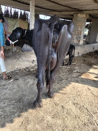 થંબનેલ 2