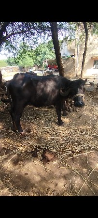 थंबनेल 2