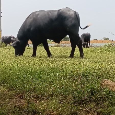 थंबनेल 2