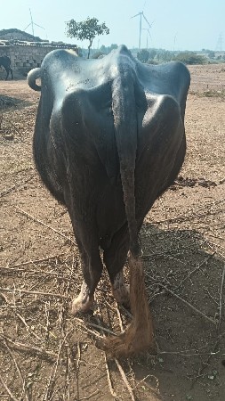 થંબનેલ 2