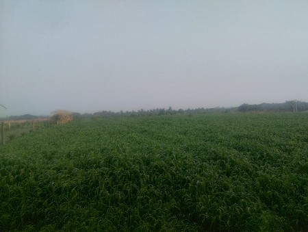 थंबनेल 3