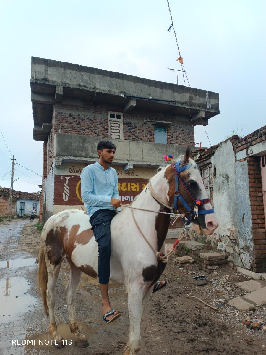 આ ઘોડી વેચવાની છે