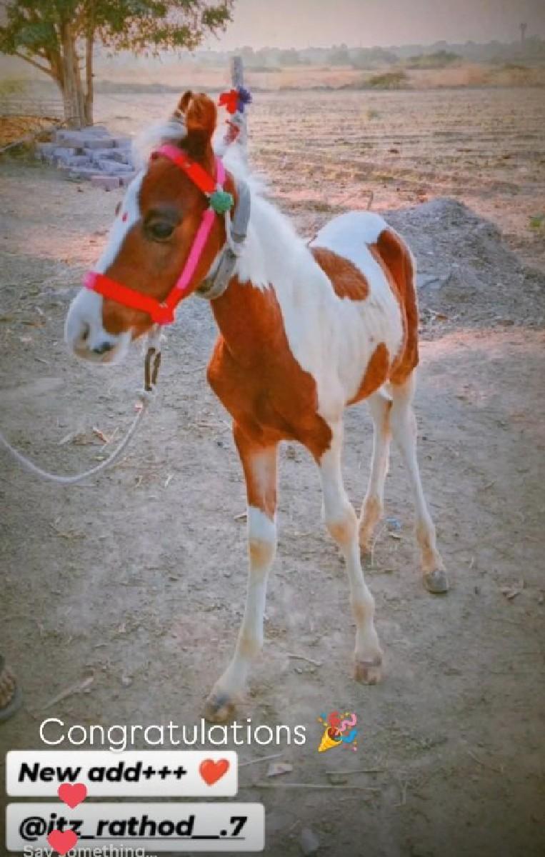 વછેરો વછેરા ના સાટા કરવા ના સે