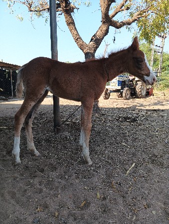 थंबनेल 2