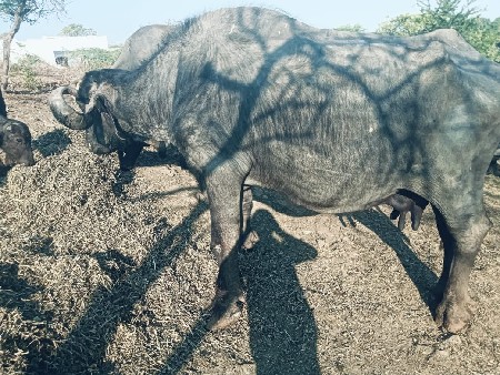 ભેંસ વેચવાની છે