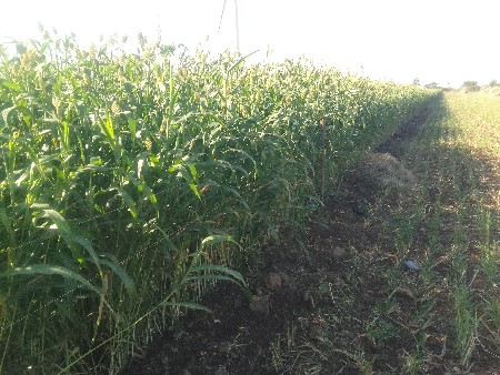 જૂવાર વેચવાની છે